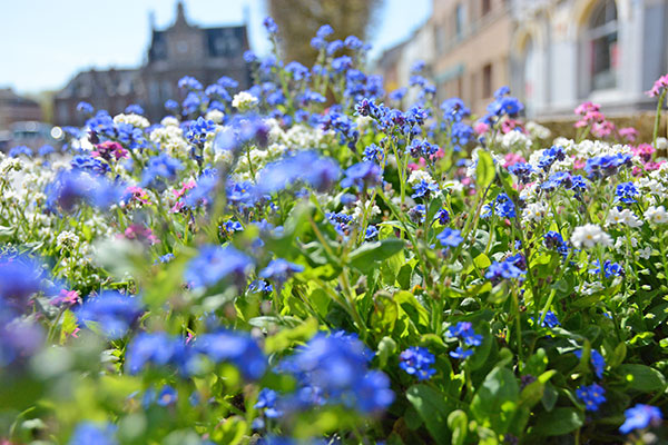 fleurs bleues