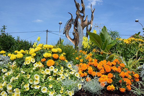 fleures jeunes et oranges