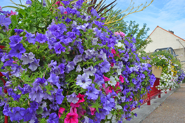 fleurs de différentes teinte de bleue