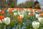 fleures dans le champ blanches et oranges