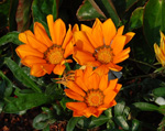 fleures oranges