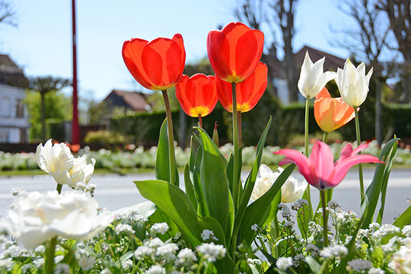 fleurs rouges et blanches