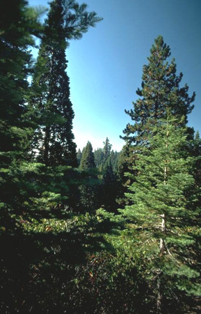 grands sapins