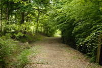 sentier qui s'enfonce dans la foret