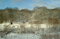 foret est blanche car recouverte de neige