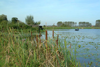 étang avec les roseaux